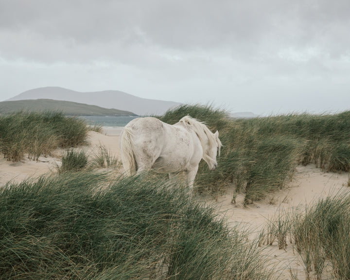 A white horse stands amidst tall beach grass on a sandy shore under a cloudy sky, with distant hills faintly visible in the background.